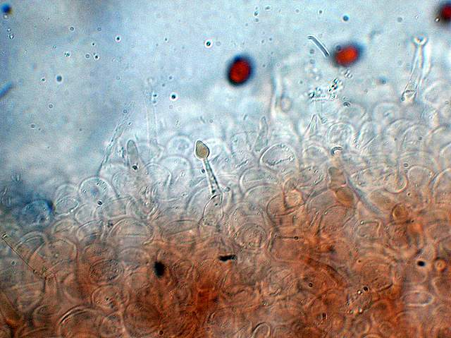 Conocybe hornana     Singer & Hausknecht